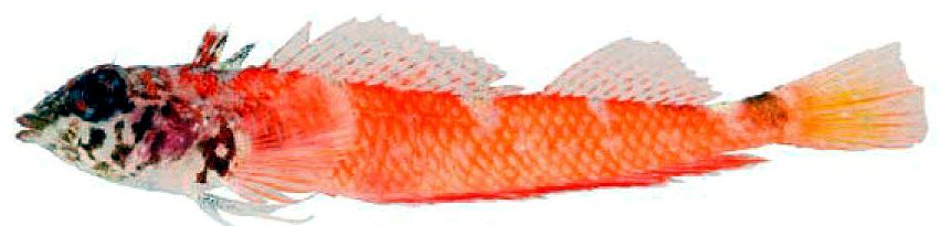 Tripterygion melanorum _0fff